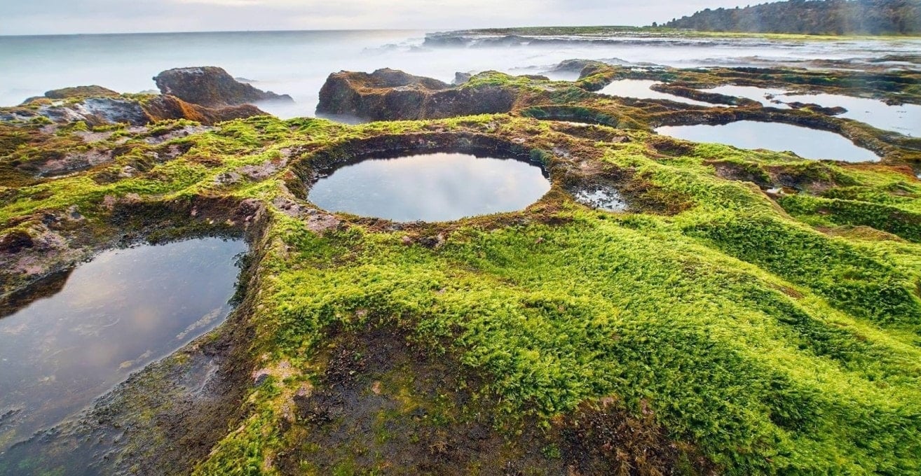Permaidani lumut Hon Do Ninh Thuan