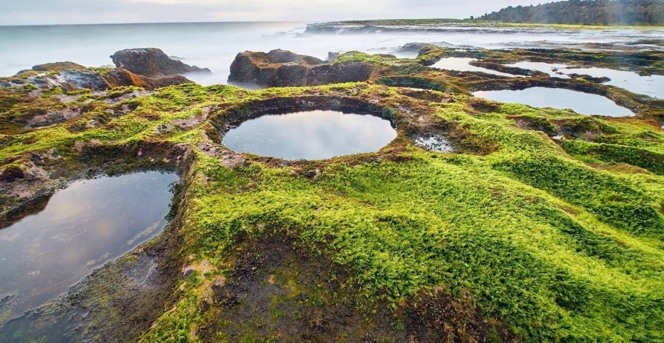 Mossmatta Hon Do Ninh Thuan