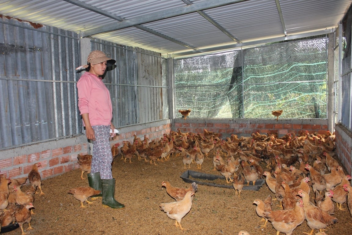 Hộ chị Trần Thị Nguyệt Ánh được hỗ trợ xây dựng mô hình xử lý chuồng trại bằng men vi sinh. Ảnh: Lan Anh.