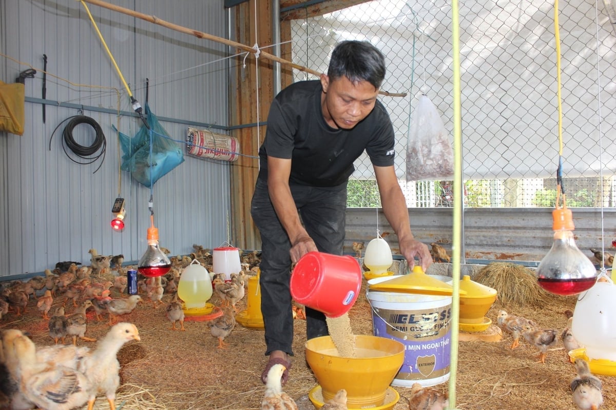 Mô hình chăn nuôi an toàn sinh học theo hướng hữu cơ của gia đình anh Nguyễn Văn Hùng. Ảnh: Lan Anh.