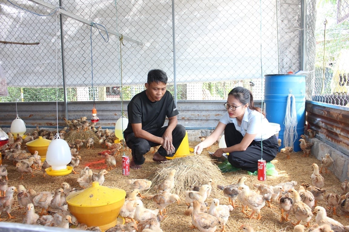 Cán bộ Trung tâm Khuyến nông Đà Nẵng hướng dẫn kỹ thuật chăm sóc đàn gà theo độ tuổi. Ảnh: Lan Anh.