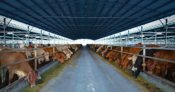 Phát triển vốn thứ cấp, doanh nghiệp nông nghiệp IPO 30 triệu cổ phiếu