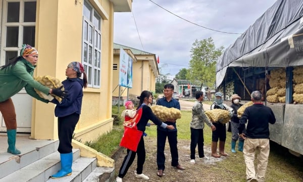 Xã Quảng Đức hỗ trợ nhân dân 15 tấn giống khoai tây Atlantic trồng vụ đông