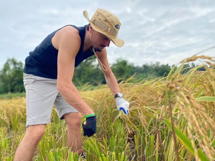 Western tourists go to the fields to harvest rice and plow with farmers on Co To Island - 1