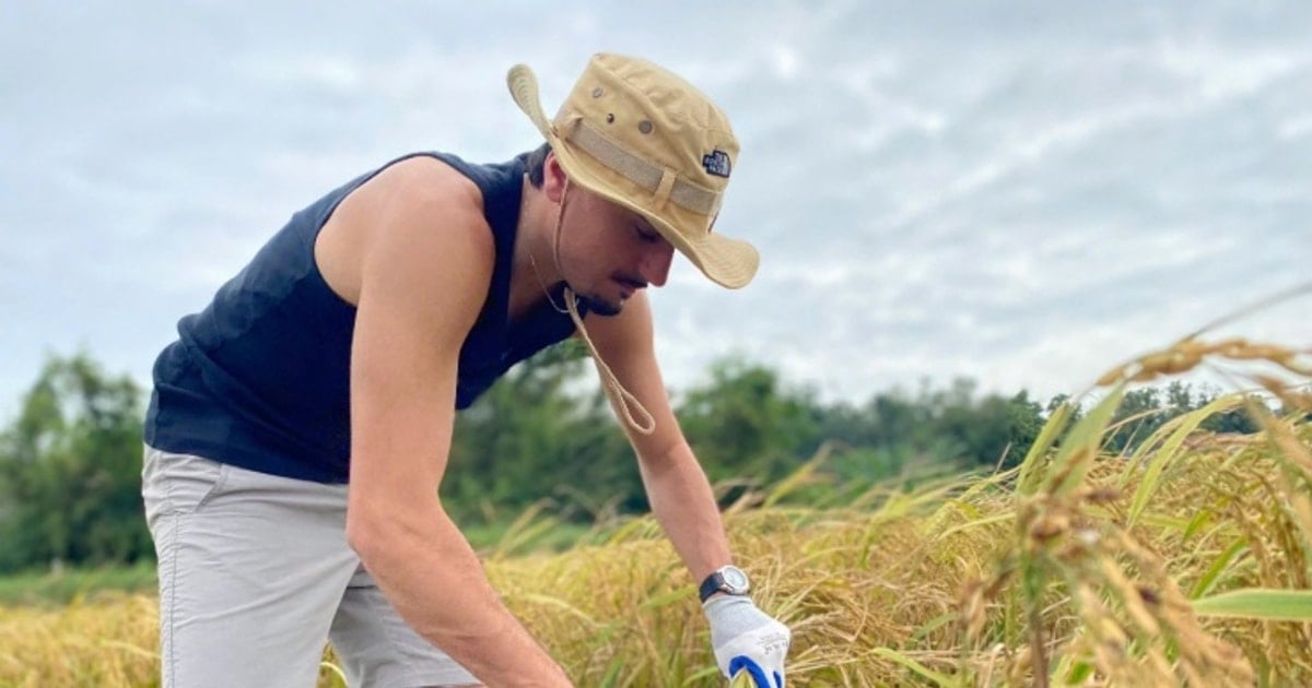 Cô Tô không chỉ có biển: Trải nghiệm gặt lúa cùng nông dân