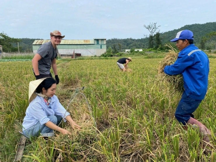 Dua turis Prancis belajar cara menggunakan alat pertanian tradisional untuk memanen padi.