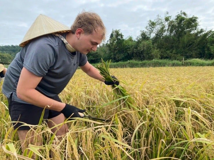 Para wisatawan dengan hati-hati menggunakan sabit untuk memotong setiap bunga padi di bawah bimbingan penduduk setempat.