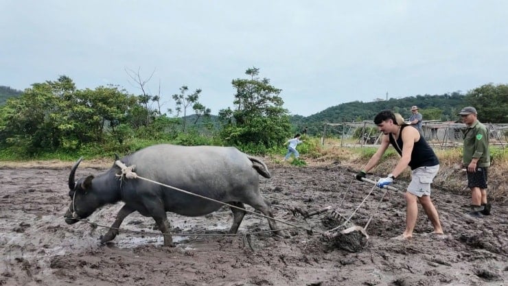 Senyum cerah para wisatawan saat merasakan sendiri pekerjaan bertani.