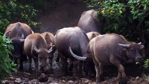 Bảo tồn và phát triển nguồn gen Trâu Langbiang- Ảnh 2.