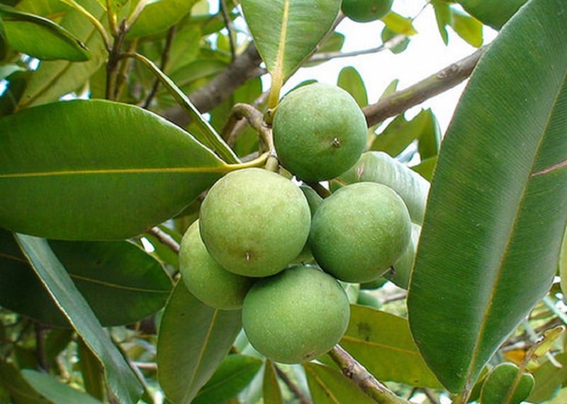 Khai thác và phát triển nguồn gen cây Mù u: Hướng đi mới cho vùng Nam Bộ- Ảnh 1.