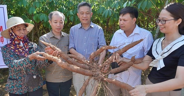 Sắn ruột vàng Phú Thọ cho giá trị gia tăng và phát triển bền vững