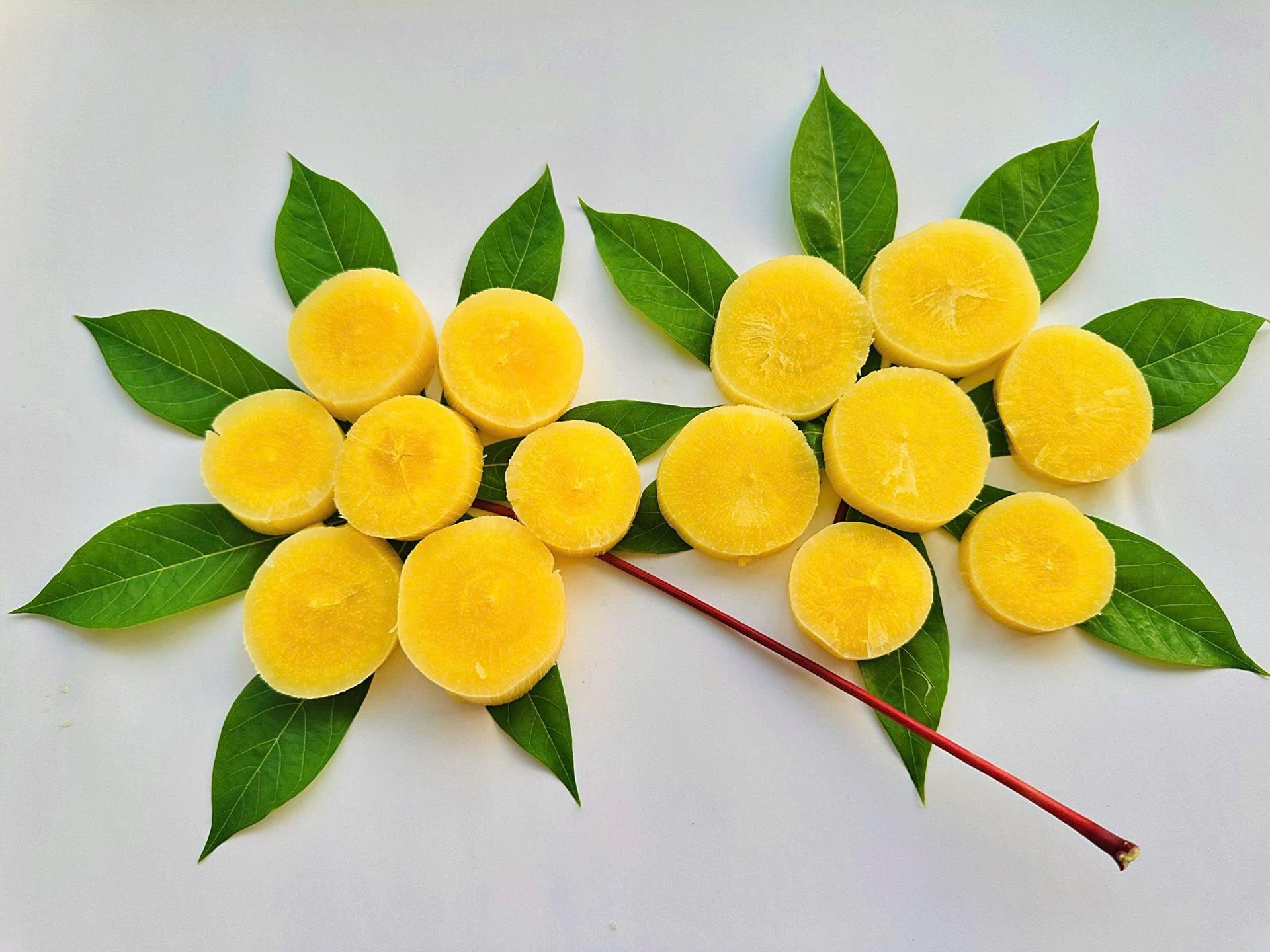 มันสำปะหลังเหลืองภูทอ เพิ่มมูลค่า พัฒนายั่งยืน - ภาพที่ 1.