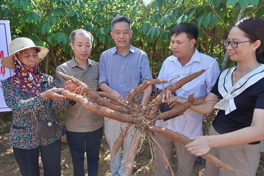 มันสำปะหลังเหลืองภูทอ เพิ่มมูลค่า พัฒนายั่งยืน - ภาพที่ 2.