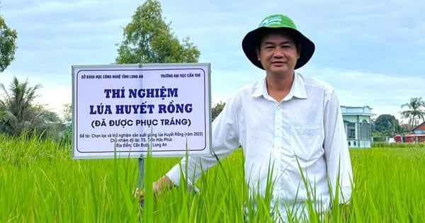 "Hồi sinh" giống lúa huyết rồng quý hiếm