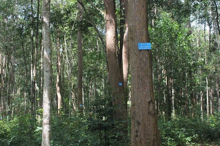 Phát huy giá trị nguồn gen cây Trắc- Ảnh 2.