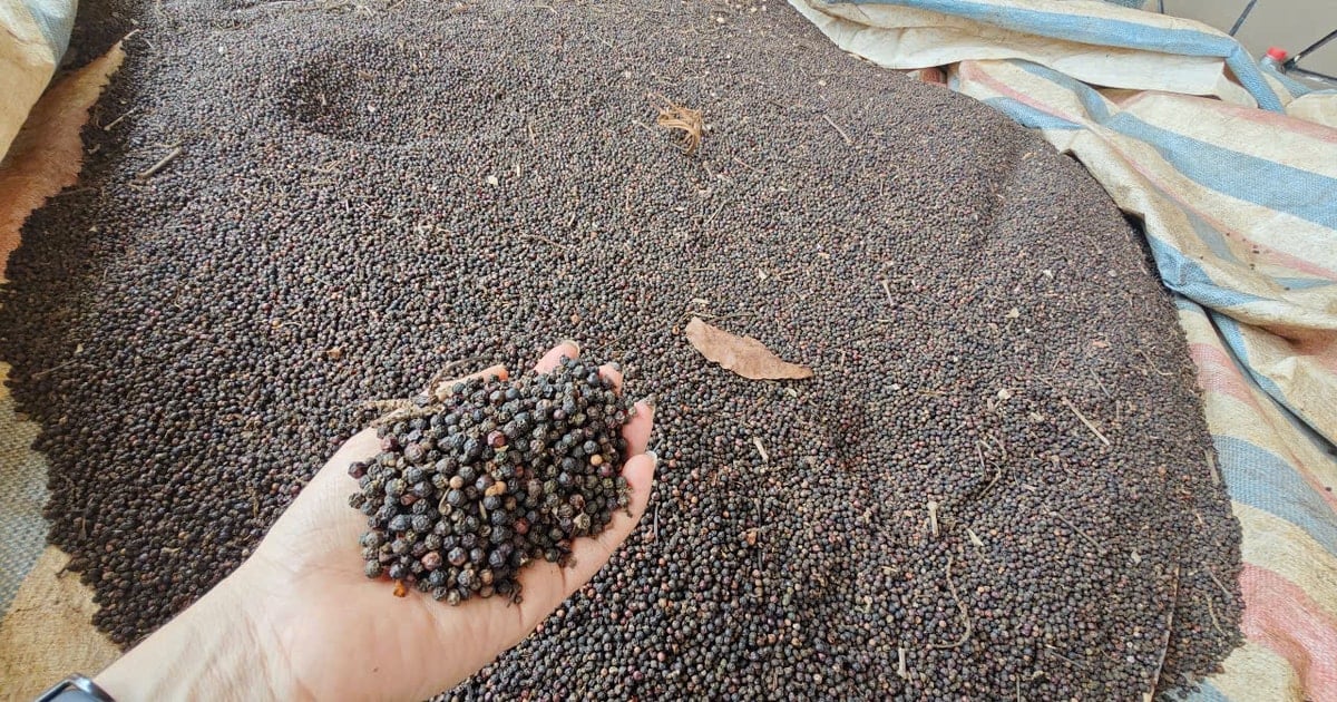 Giá tiêu hôm nay 21/11/2025: Dự báo xu hướng tăng vẫn chiếm ưu thế