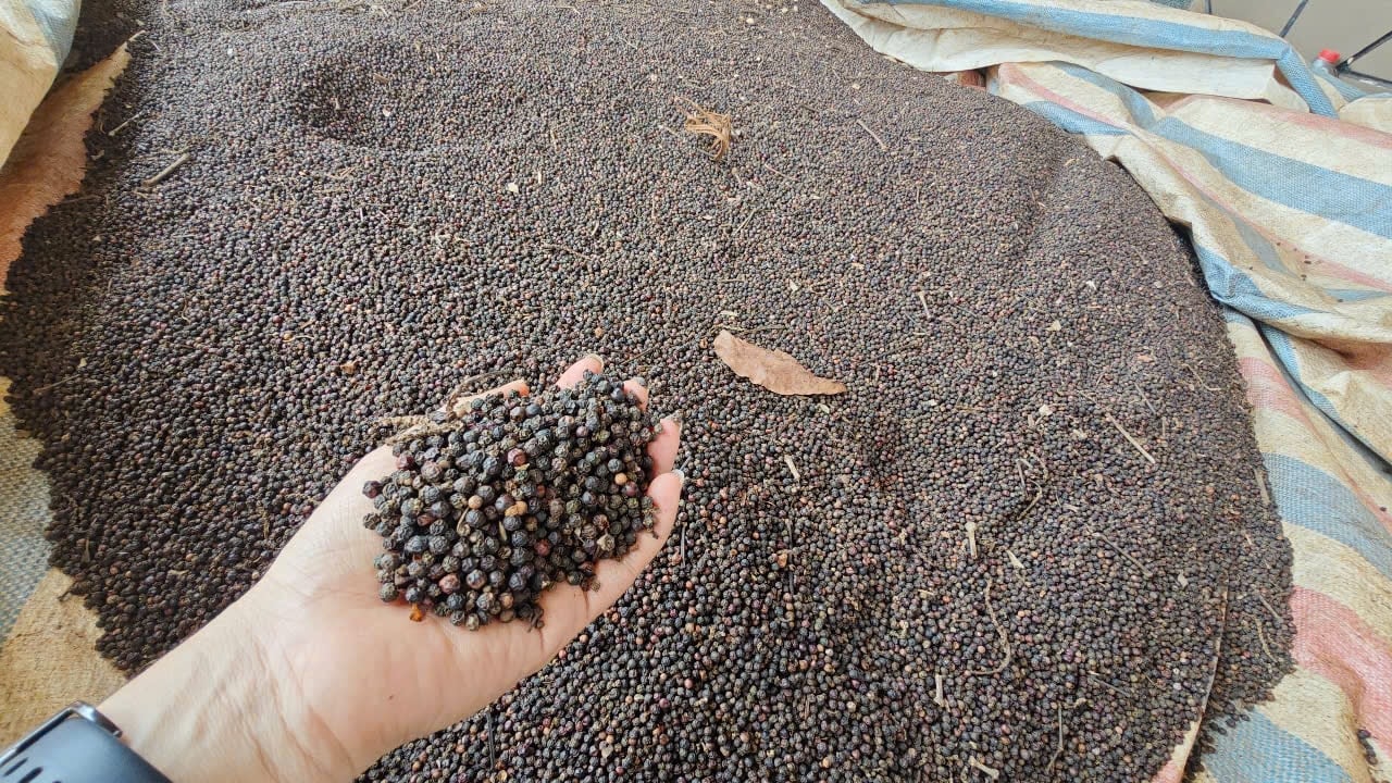 আজ ২১ নভেম্বর, ২০২৫ তারিখে মরিচের দাম: ঊর্ধ্বমুখী প্রবণতার পূর্বাভাস এখনও প্রাধান্য পাচ্ছে