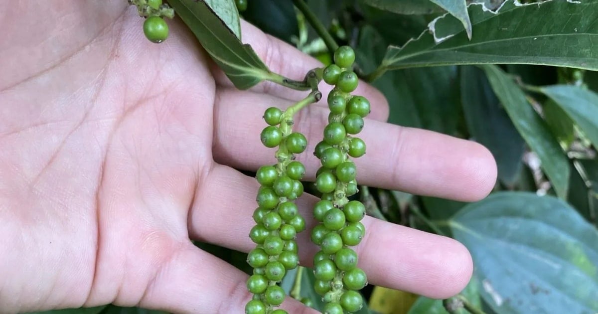 Giá tiêu hôm nay 21/11/2025: Xuất khẩu hồ tiêu nửa đầu tháng 11 tăng ổn định