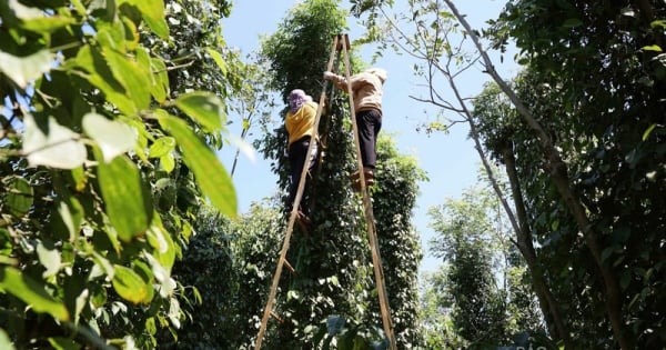 Giá tiêu hôm nay 21/11/2025: Cao nhất 146.500 đồng/kg