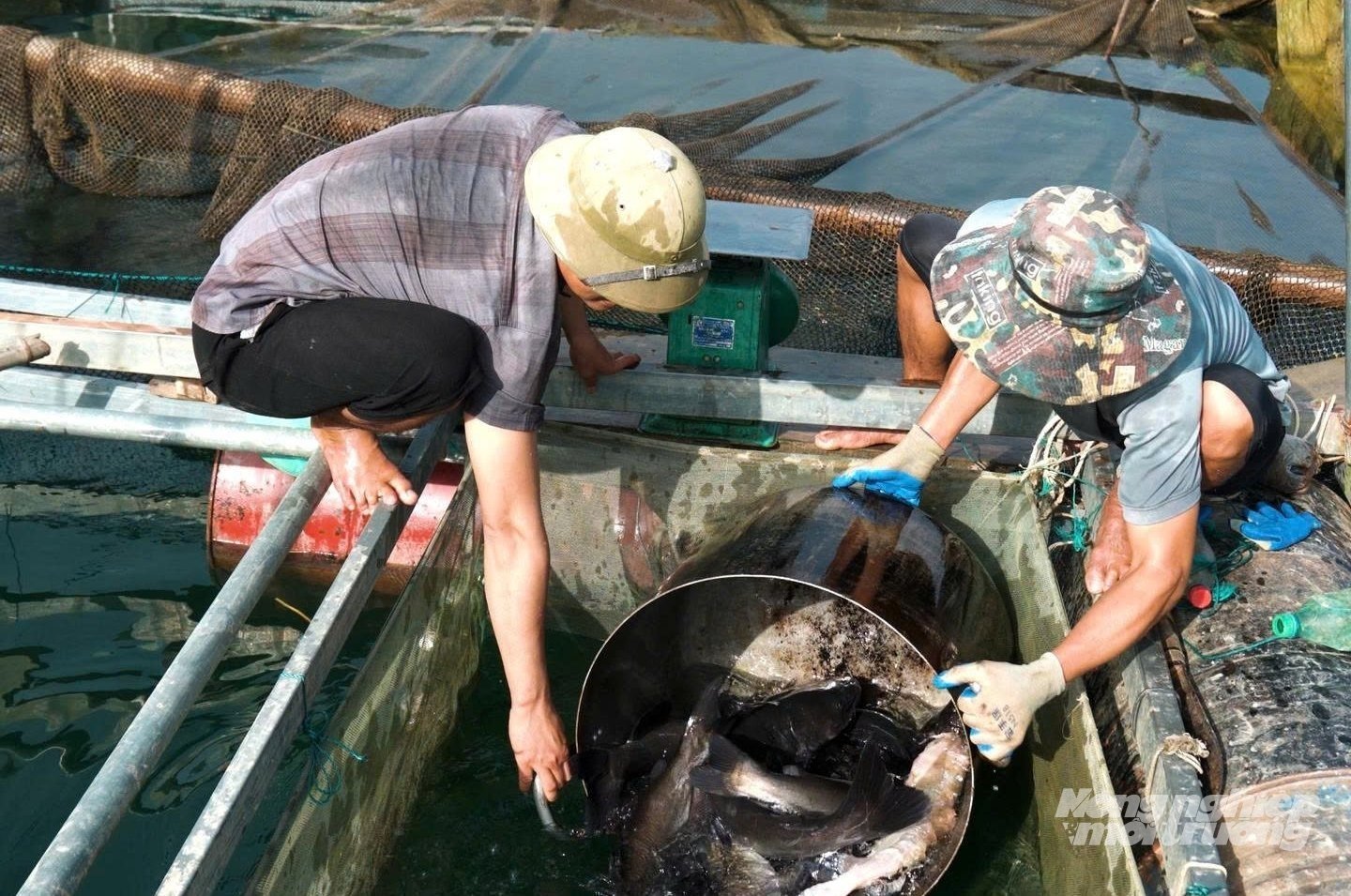 Từ 1 lồng cá ban đầu, đến nay gia đình ông Hoàng Văn Tuấn đã đầu tư thêm được tổng 10 lồng cá trên hồ thủy điện. Ảnh: Tú Thành.