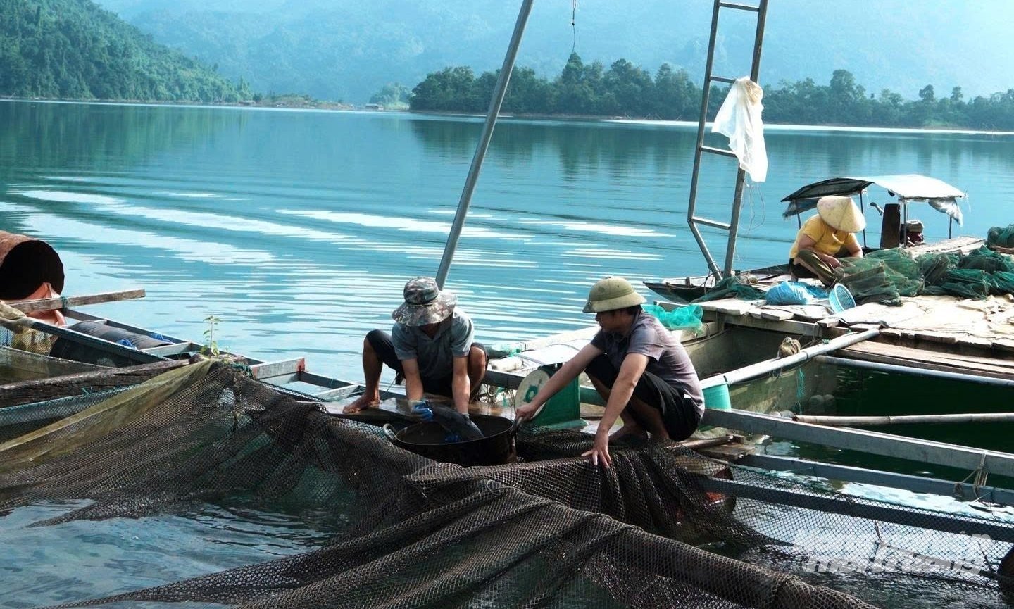 Hằng ngày, các hộ nuôi thủy sản dùng tời bát quái đánh bắt thêm cá, tôm, tép vừa làm thức ăn cho cá lồng, vừa tăng thêm thu nhập. Ảnh: Tú Thành.