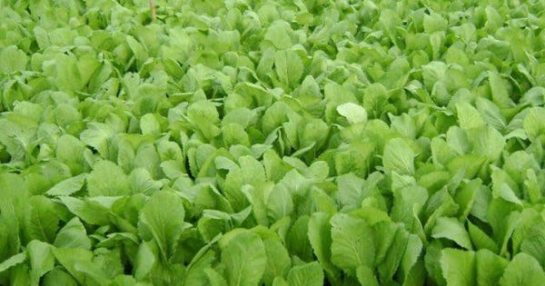 Rau cải xanh 'kỵ' gì, những người sau không nên ăn cải xanh