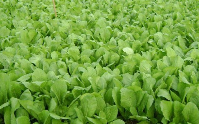 Người bị bệnh này không nên ăn cải xanh - Ảnh 1.