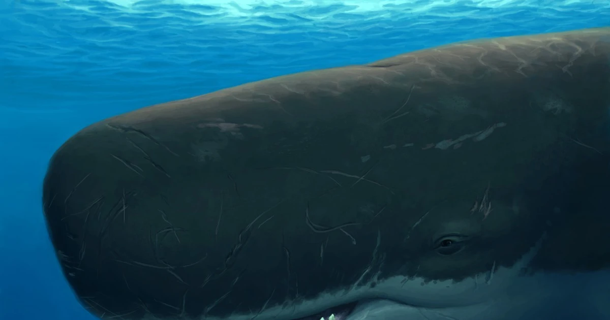 Phát hiện bất ngờ: Cá voi có ngôn ngữ riêng với âm điệu như con người