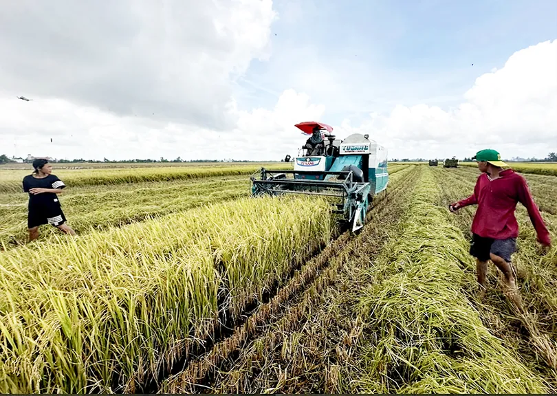 Cần Thơ nỗ lực “chuyển đổi kép” trong nông nghiệp
