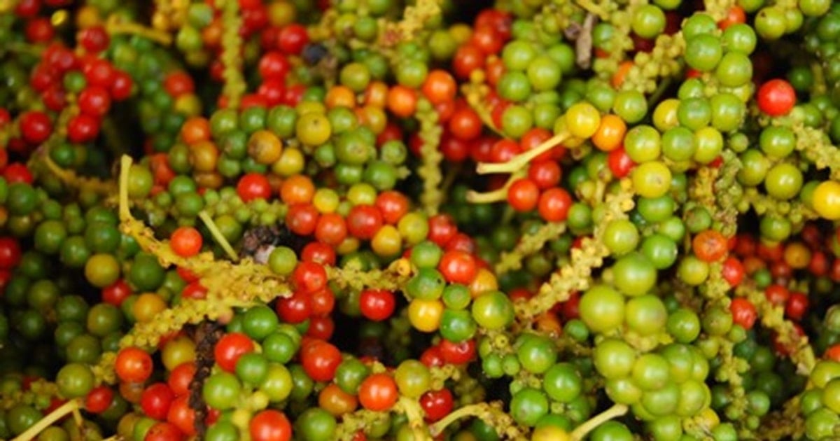 Giá tiêu 21/11: Ổn định quanh 146.500 đồng/kg, lo ngại mưa lũ