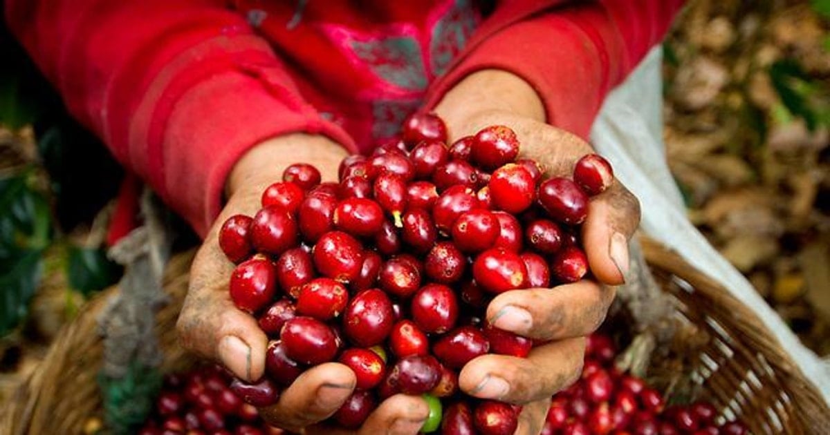 Giá cà phê 21/11: Robusta tăng mạnh, trong nước vượt 115.000 đồng