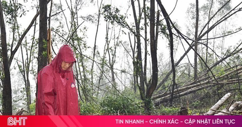 Sau bão, nhiều diện tích rừng trồng nguy cơ biến thành củi khô