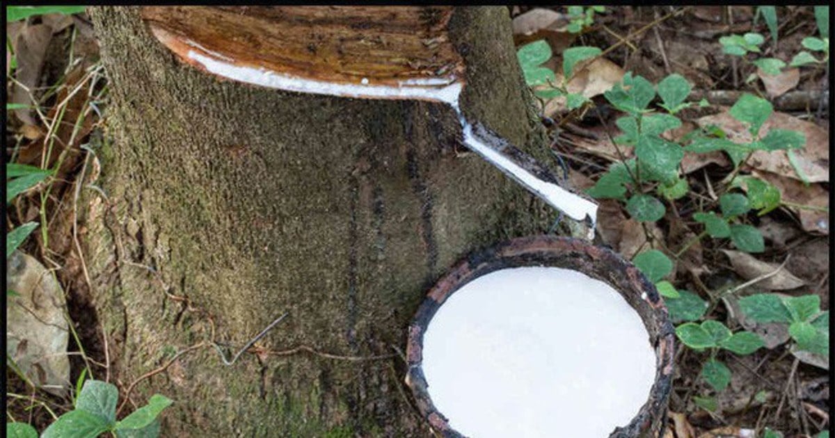 Giá cao su ngày 21/11: Thế giới tăng liên tiếp 9 phiên