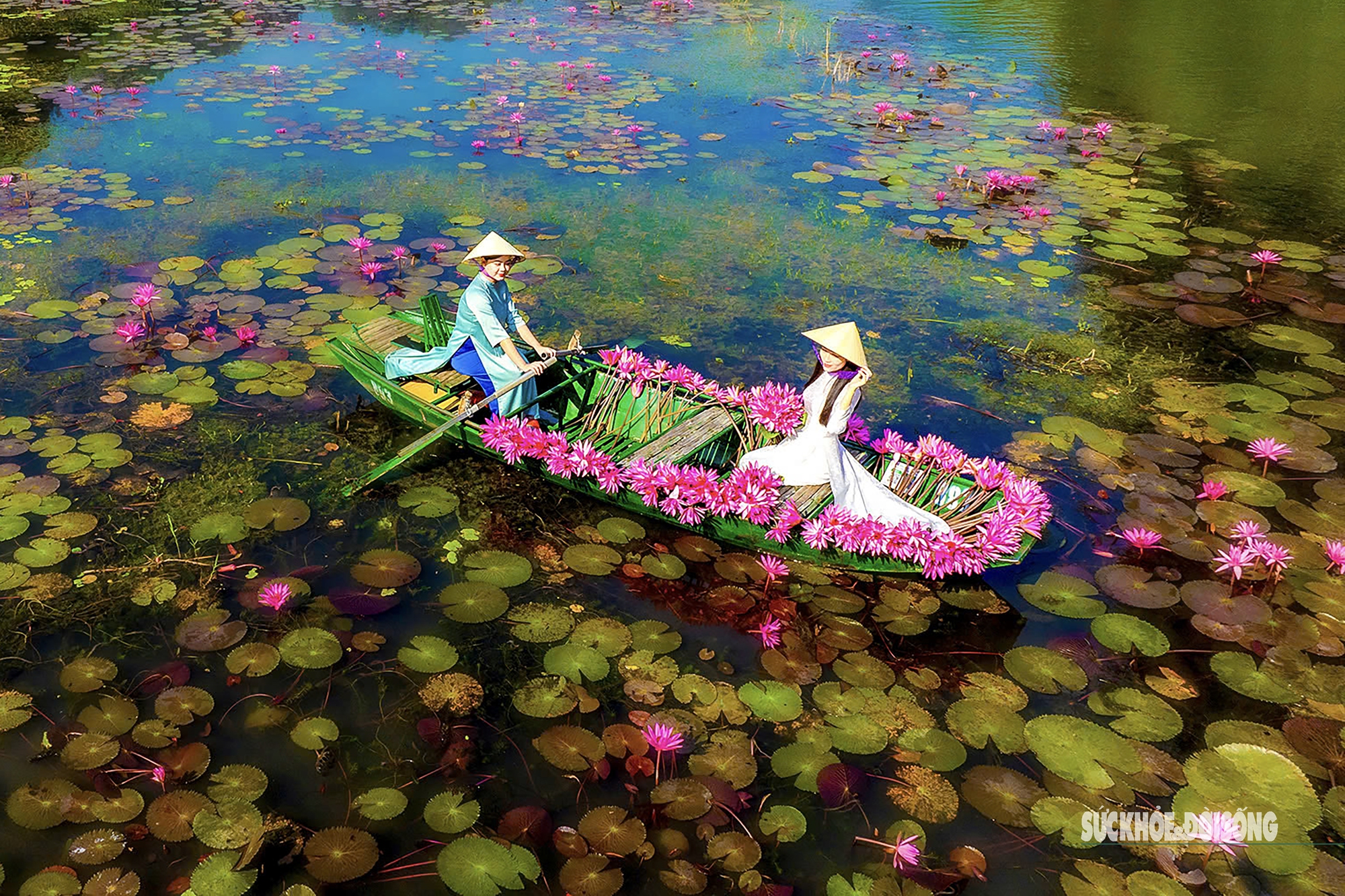 Ngắm nhìn hoa súng nhuộm hồng dòng Ngô Đồng ở Ninh Bình