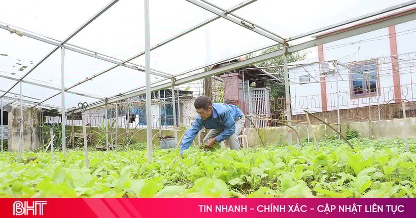 Ngắm những vườn mẫu "hồi sinh" sau lũ