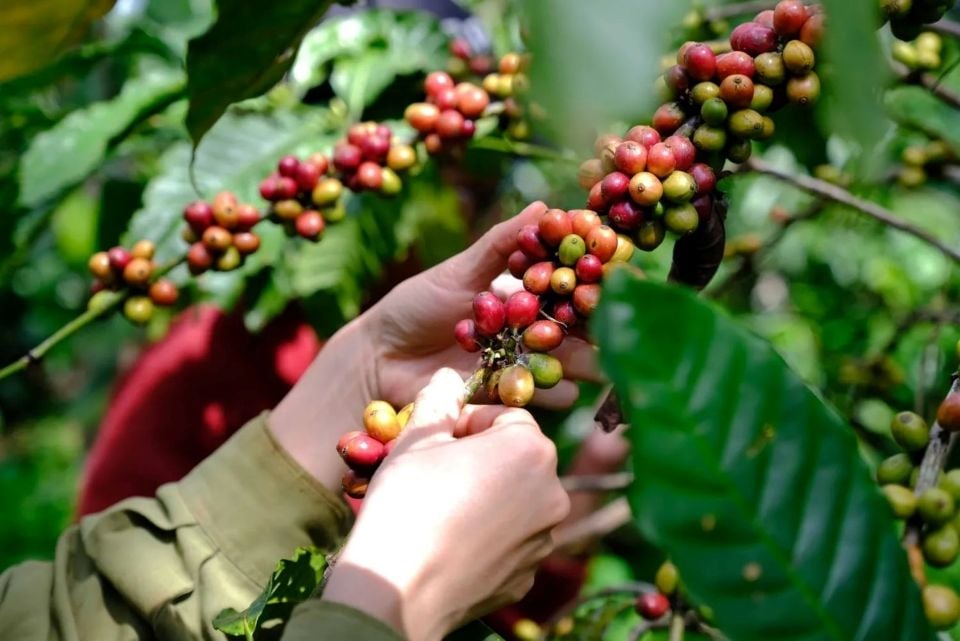 Agricultural product prices on November 19, 2025: Coffee prices increase sharply