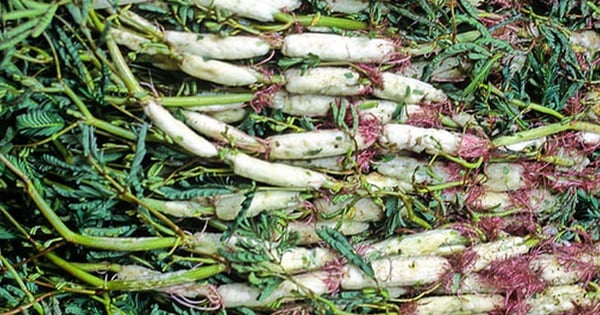 Để có một nồi lẩu gà lá giang tròn vị và giàu giá trị dinh dưỡng, hãy ăn cùng loại rau sau