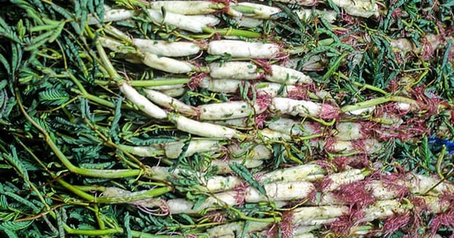 Để có một nồi lẩu gà lá giang tròn vị và giàu giá trị dinh dưỡng, hãy ăn cùng loại rau sau - Ảnh 2.