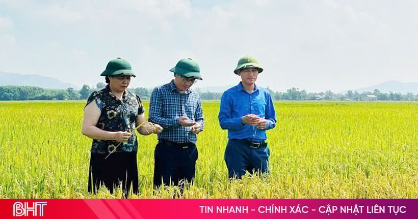 Kỳ Xuân nâng hiệu quả sản xuất từ tích tụ ruộng đất và nông nghiệp hữu cơ