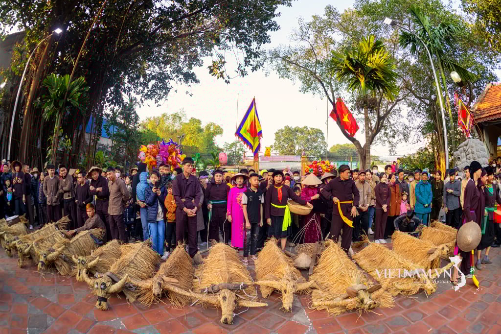Độc đáo lễ hội trình nghề “Trâu rơm, bò rạ"