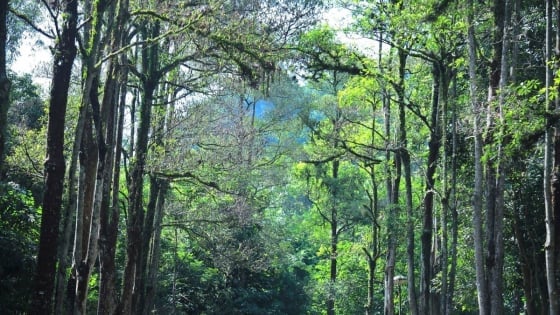 Định hình bộ khung giảm phát thải cho nông nghiệp Việt Nam