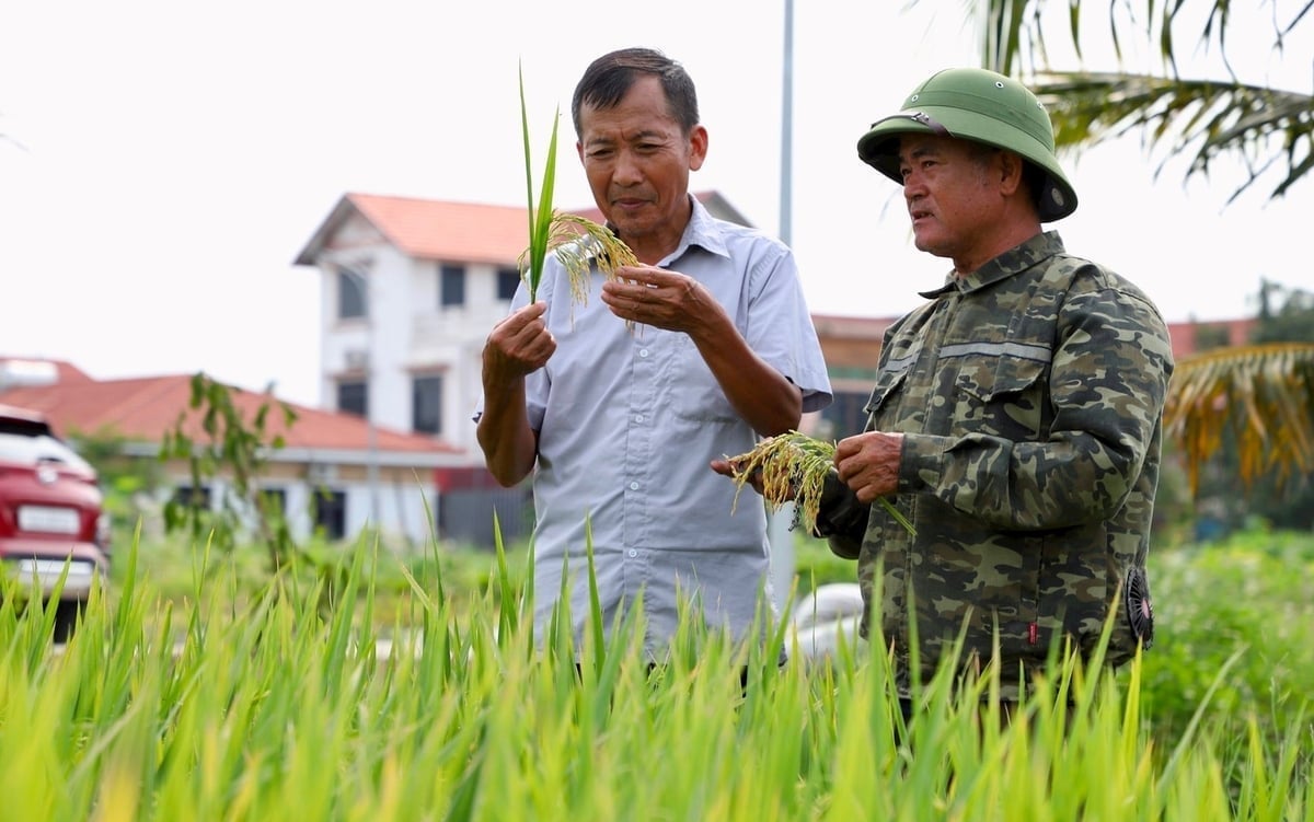 Người dân tại mô hình trồng lúa giảm phát thải tại Hải Dương (cũ). Ảnh: Sở NN-MT Hải Phòng.
