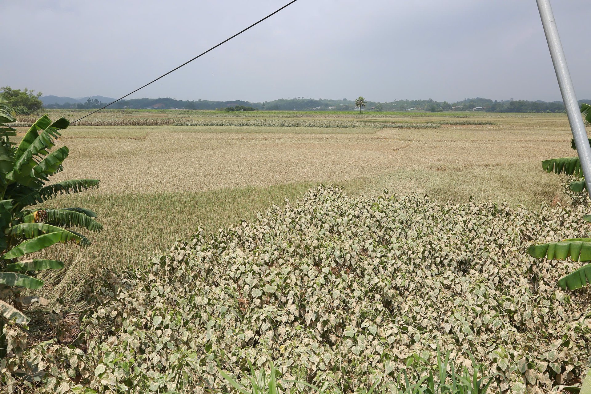 Với hơn 20 km bờ sông Hồng, địa phương thường xuyên chịu ảnh hưởng của các hiện tượng lũ ống, lũ quét, sạt lở đất và ngập úng, gây thiệt hại đáng kể cho cơ sở hạ tầng, sản xuất và đời sống người dân. Ảnh: Thanh Ngà