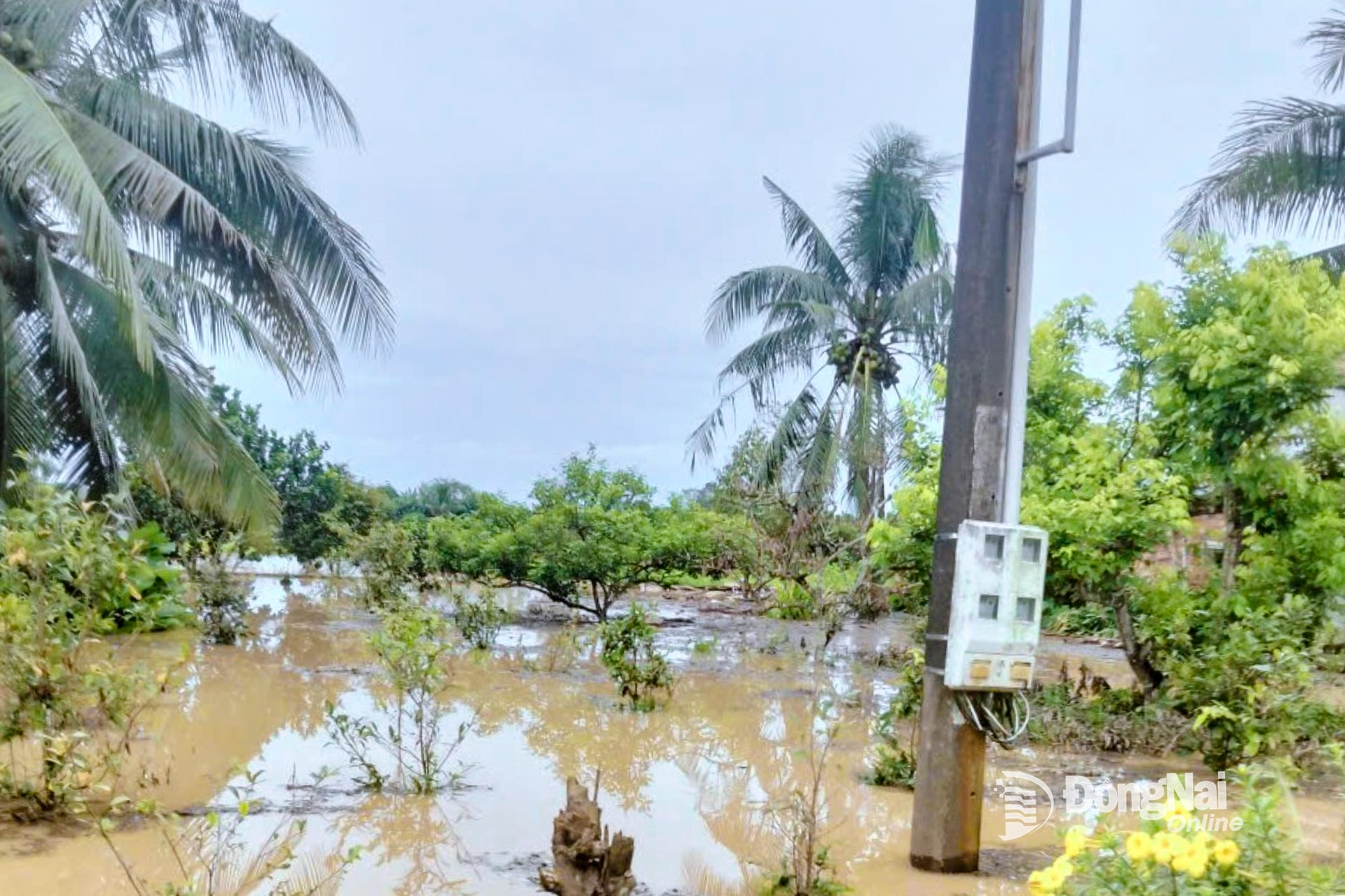 Cắt điện hơn 260 hộ dân để ứng phó ngập lụt tại xã Đăk Lua