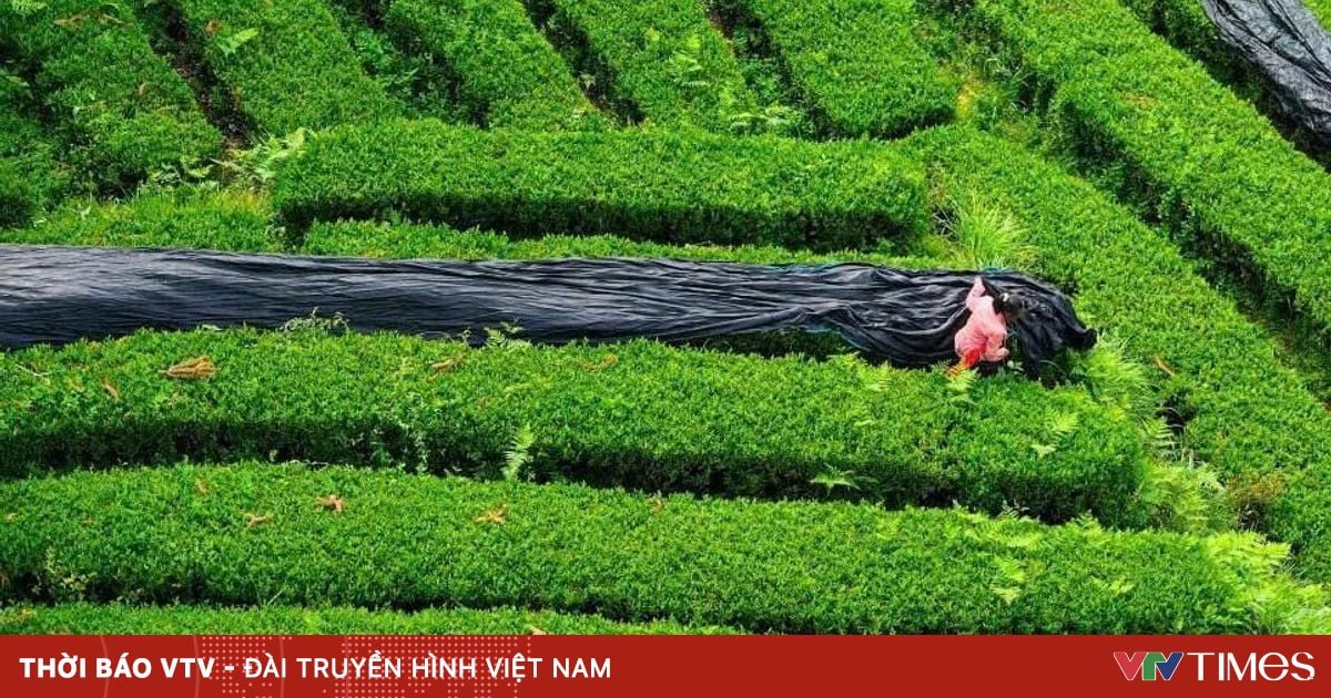 Giá matcha Nhật Bản tăng, F&B Việt Nam tìm kiếm nguồn cung Trung Quốc