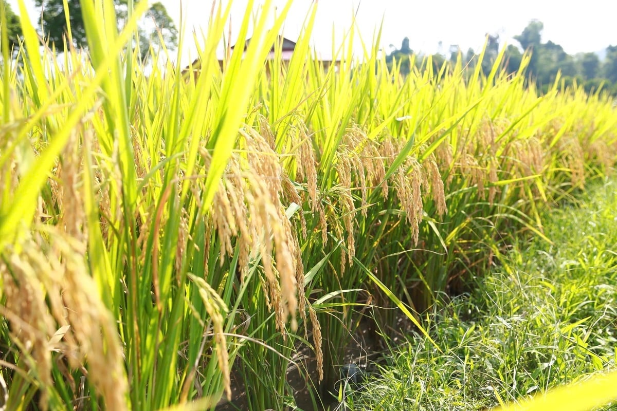 Lào Cai đã chủ động triển khai nhiều chương trình nông nghiệp giảm phát thải và thích ứng với biến đổi khí hậu. Ảnh: Thanh Ngà.