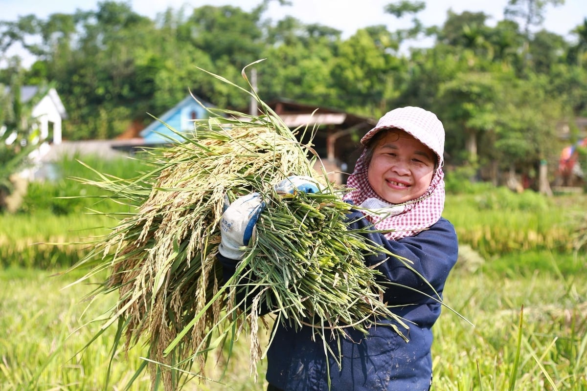 Tỉnh Lào Cai phấn đấu đến năm 2035 có 70% diện tích lúa áp dụng biện pháp canh tác giảm phát thải, 60% diện tích cây trồng cạn thực hiện quản lý sức khỏe cây trồng tổng hợp IPHM. Ảnh: Thanh Ngà.