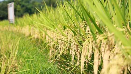 36.000ha lúa ở Lào Cai sẽ sử dụng công nghệ tưới khô để giảm phát thải