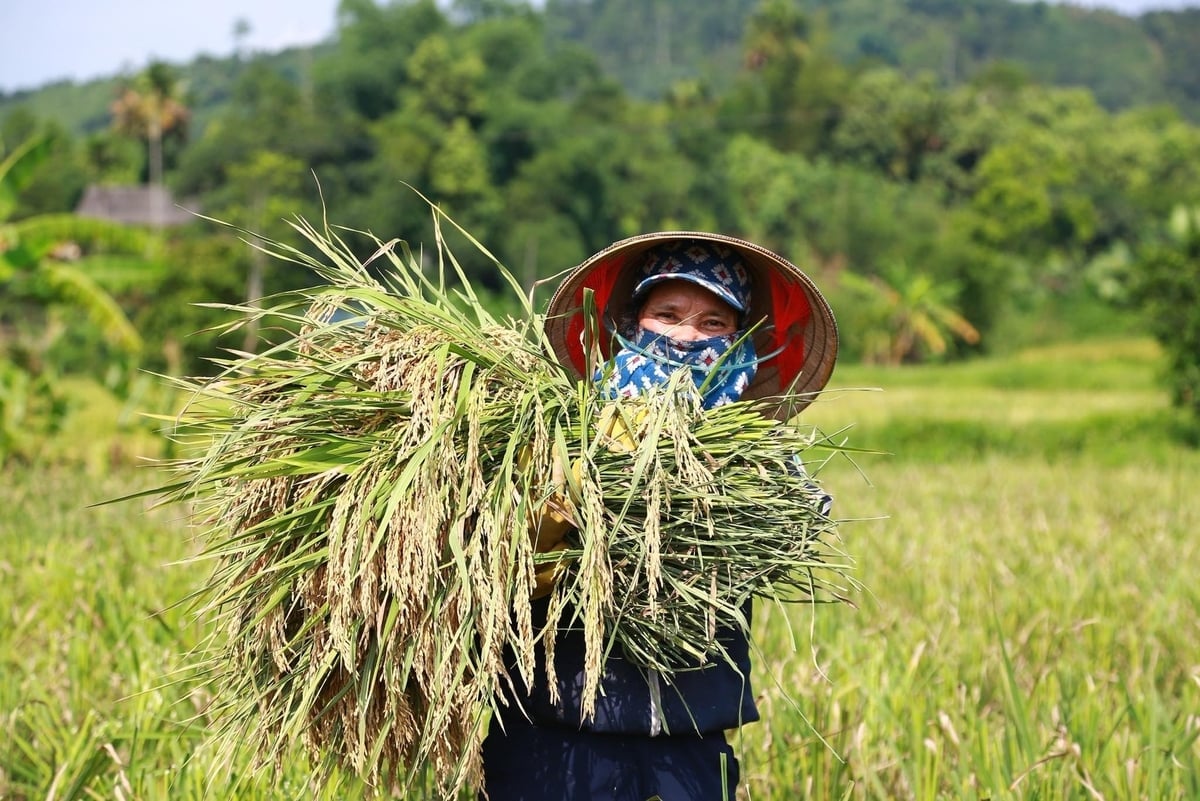 Người dân được khuyến khích áp dụng các mô hình canh tác cải tiến như '1 phải 5 giảm', '3 giảm 3 tăng' và hệ thống canh tác lúa cải tiến (SRI). Ảnh: Thanh Ngà.
