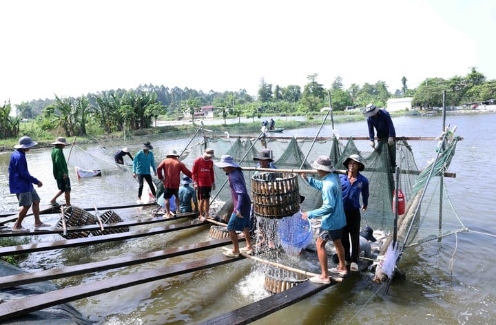 Tiêu chuẩn  - Nâng cao năng suất, chất lượng cho ngành thủy sản  - Ảnh 2.